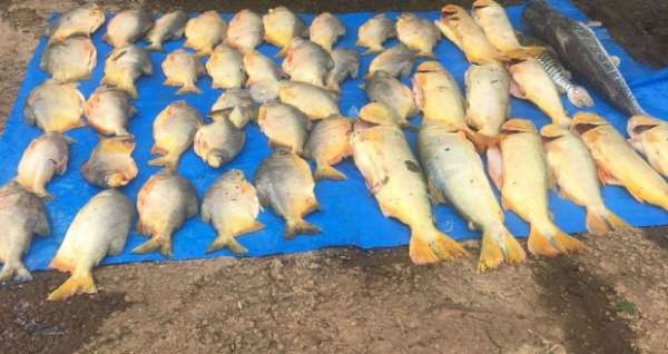 Polícia Militar Ambiental apreende mais de 138kg de pescado no Rio Vermelho
