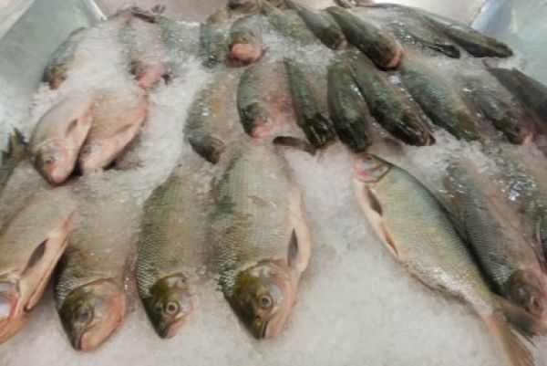 MT é o maior produtor nacional de peixes, diz IBGE