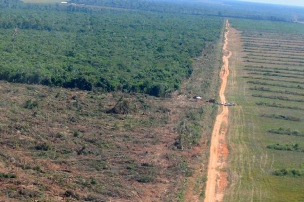 Mato Grosso reduz desmatamento na Amazônia em 78%