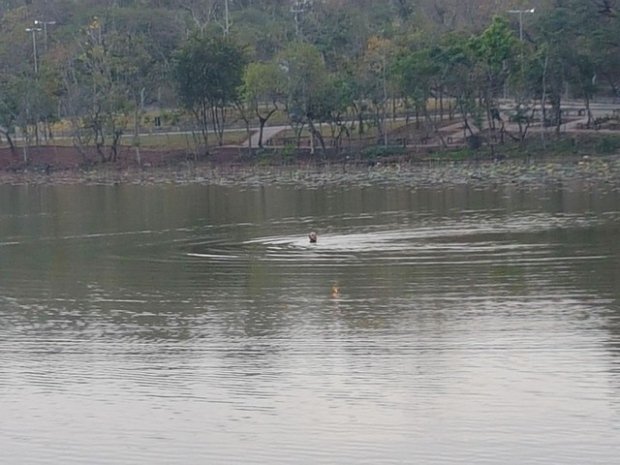 Ladrão pula algemado em lagoa de parque durante fuga e é preso em Cuiabá