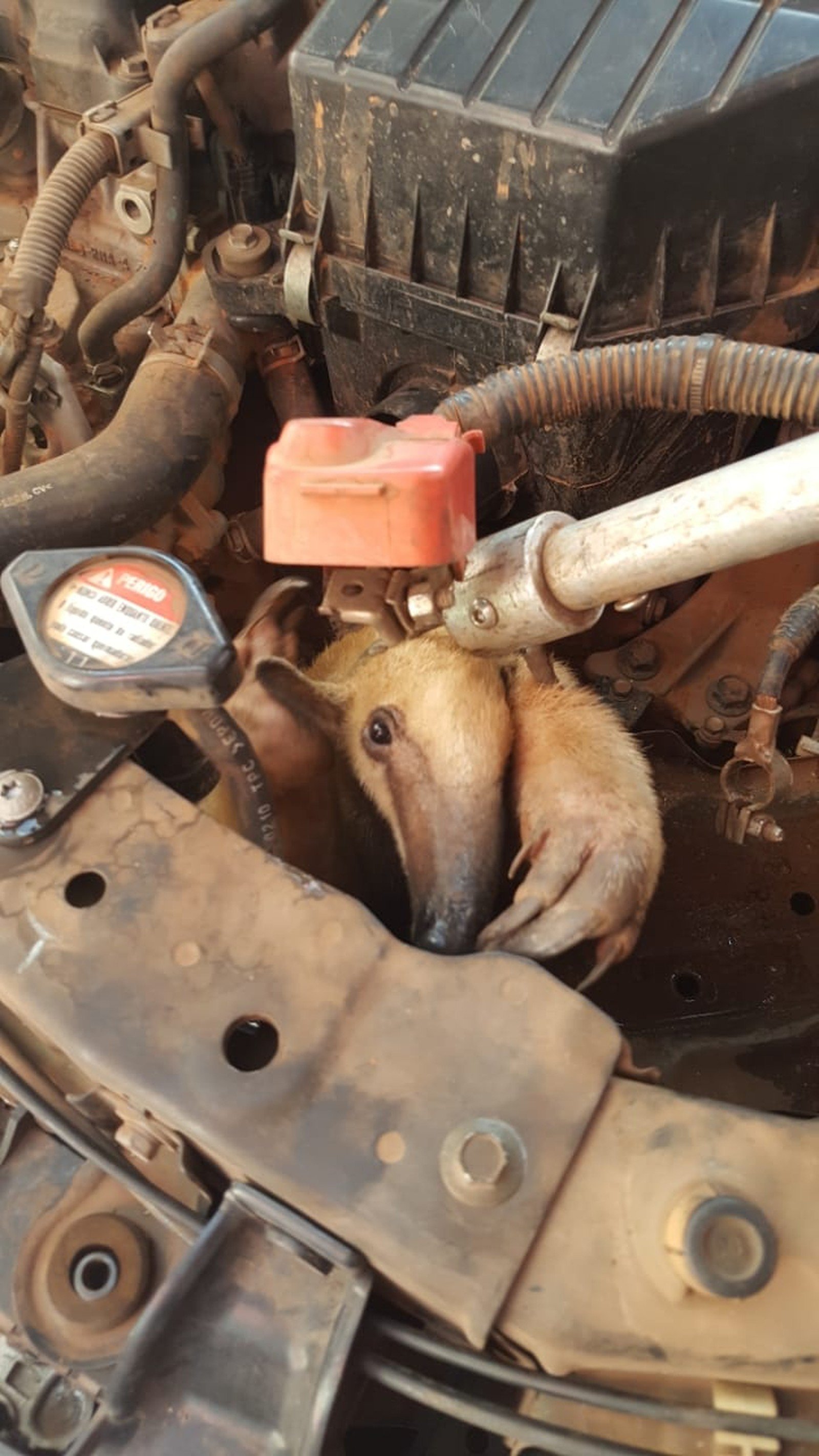Bombeiros desmontam peças de carro para resgatar tamanduá em motor em MT