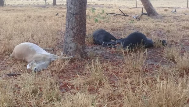 Tempestade de raios mata 4 cabeças de gado em fazenda
