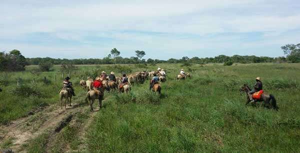 Polícia recuperam 143 cabeças de gados roubados de fazenda no Pantanal