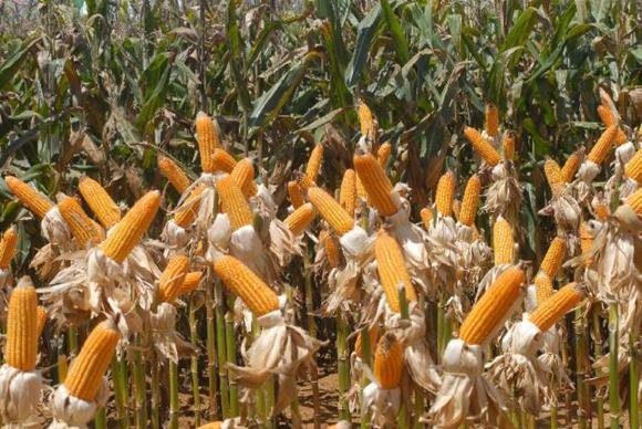 Produção de combustível pode ser destino para excesso de milho, diz Embrapa