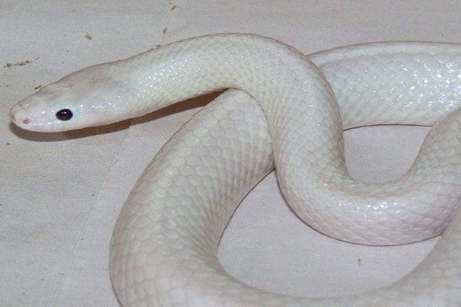 Cobra com 'mutação incrivelmente rara' é descoberta na Austrália