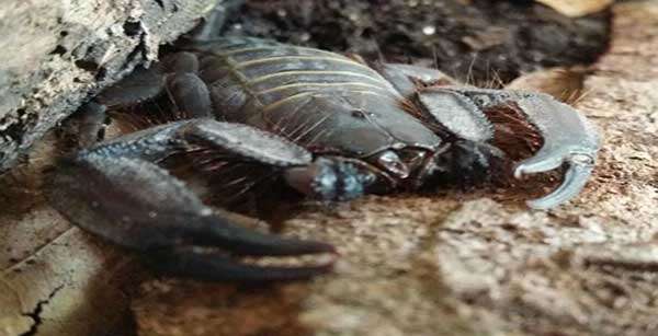 Escorpião africano é encontrado em encomenda que iria para Sinop