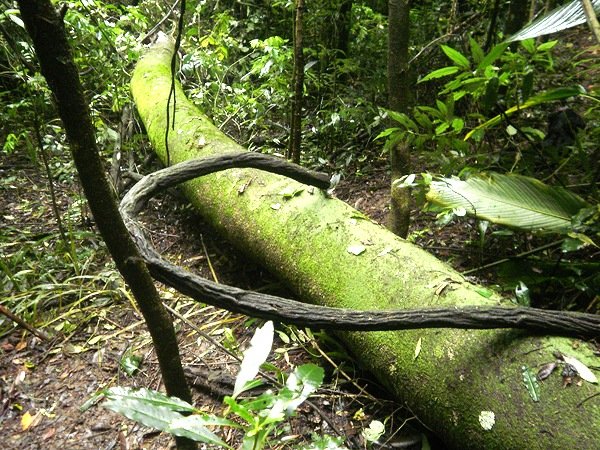 Aripuanã: Trabalhador morre após ser atingido por árvore em Conselvan