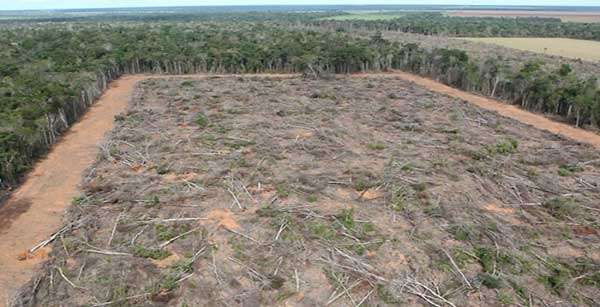 MT desmata menos, mas ainda lidera lista de devastadores da Amazônia