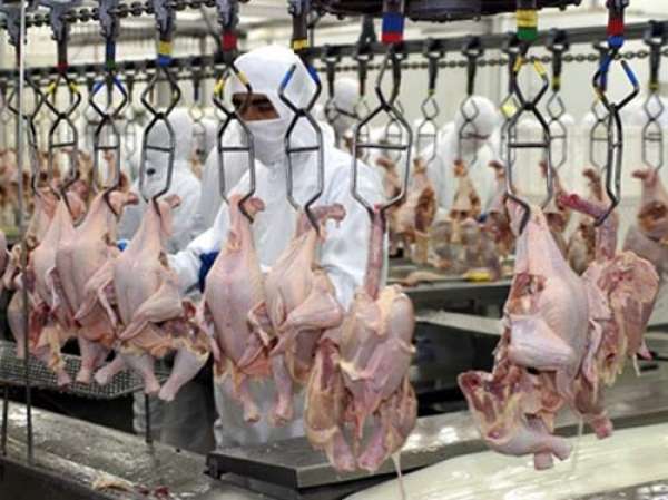 Levantamento aponta aumento de 36% no preço do frango em um ano