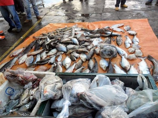 Fiscalização apreende 350 quilos de pescado irregular em rodovia de MT