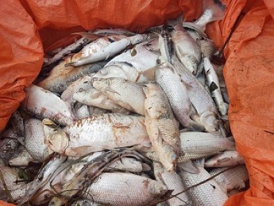 MPE cita mortandade de peixes e quer barrar enchimento de usina