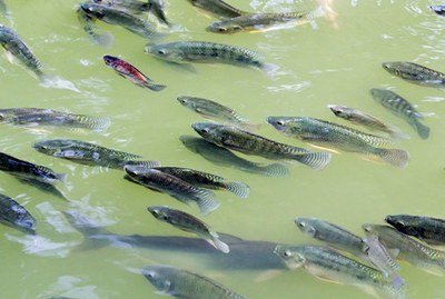 Entidades debatem a regulamentação para criação de peixes exóticos em MT