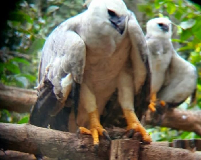 Filhotes da maior águia do mundo resgatados em Sinop e Colniza são flagrados caçando na natureza