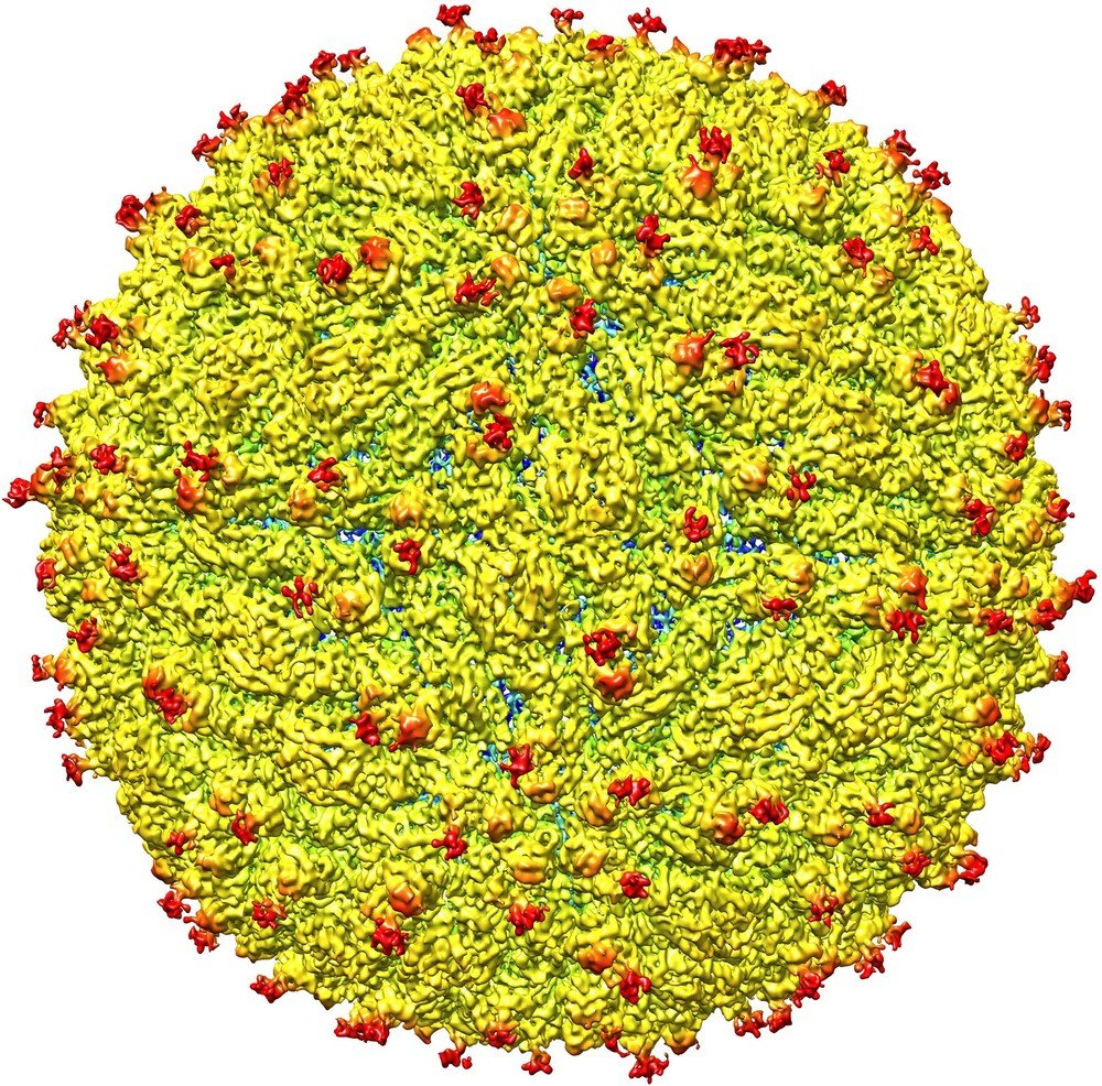 Vírus da zika afeta testículos, segundo estudo