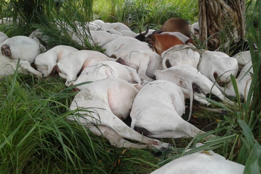 Mais de 40 novilhas morrem ao serem atingidas por raio em fazenda em MT