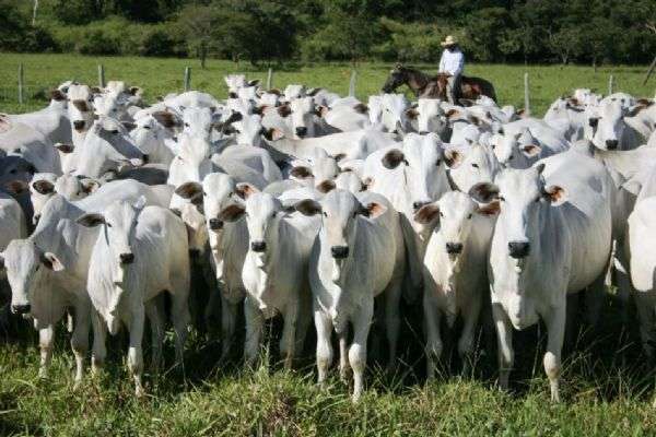 Segurança arrecada mais de R$ 1 milhão em leilão de gado apreendido