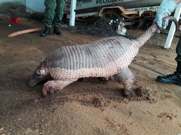 Tatu gigante ameaçado de extinção é resgatado com ferimentos no TO