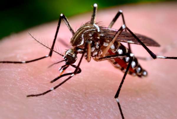 Cientistas estudam possibilidade de transmissão do zika vírus por sexo oral