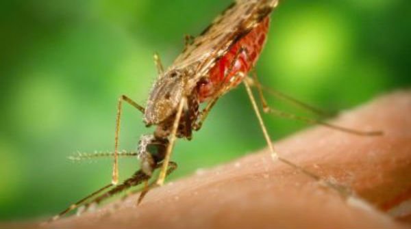 COLNIZA (MT): Município continua na área de risco e endêmica para malária