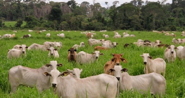 Mato Grosso assume liderança com exportação de mais de 23 toneladas de carne bovina