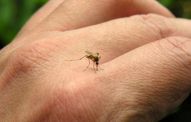 Casos de dengue continuam aumentando em Mato Grosso