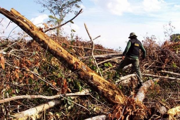 Longe de zerar desmatamento, MT é responsável por 20% da devastação na Amazônia, diz pesquisa