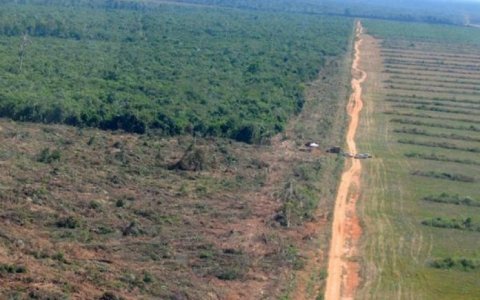 Mato Grosso é responsável por 29% do desmatamento
