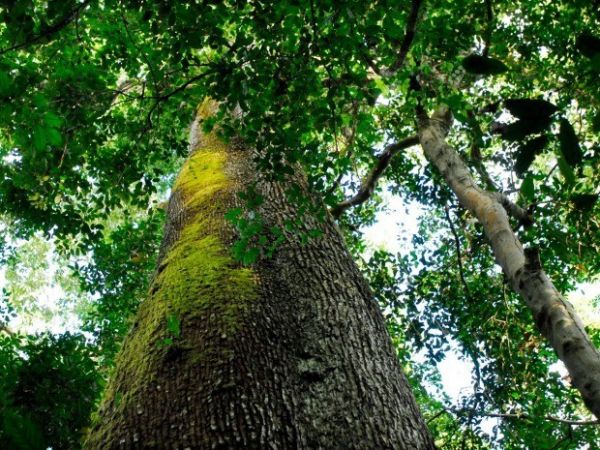 MT tem 31 espécies de árvores na lista de ameaçadas de extinção