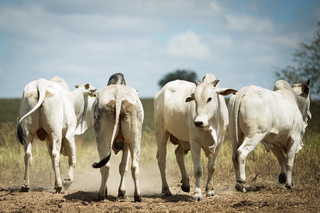 Exportações de carne bovina de Mato Grosso batem recorde histórico