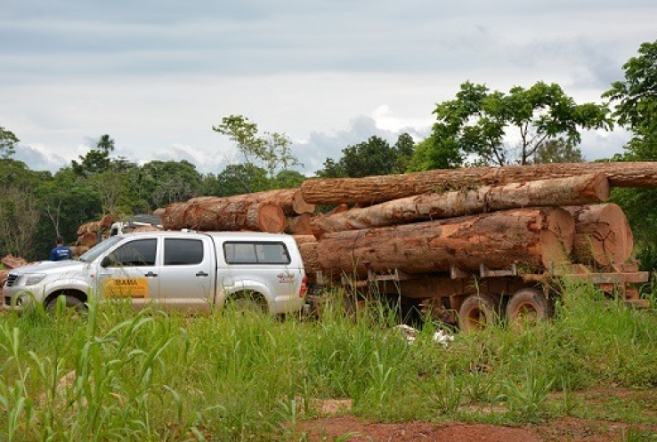 Caminhões com madeira retirada de terra indígena são apreendidos em Aripuanã