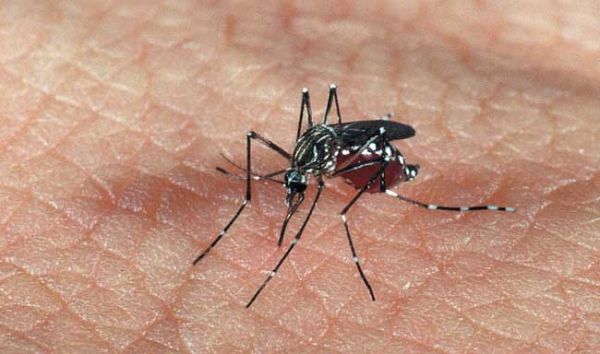 Casos de dengue já chegam a 11 mil este ano