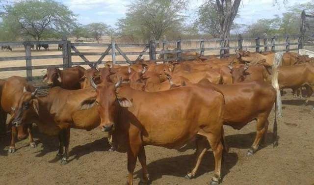 Criminosos furtam 20 vacas prenhas em propriedade rural de Colíder