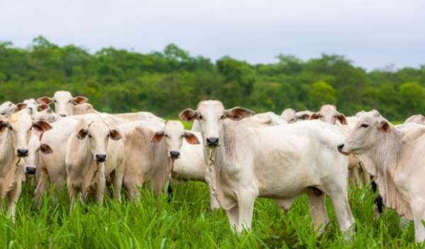 Abate de bovinos em Mato Grosso cresce 6,6% em janeiro; descarte de fêmeas sobe 26%
