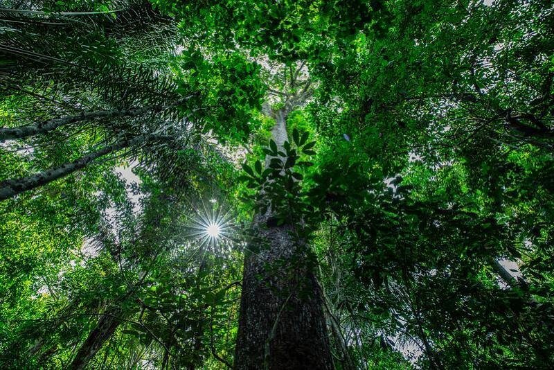 Alertas de desmatamento têm queda de 52% na Amazônia Legal de Mato Grosso