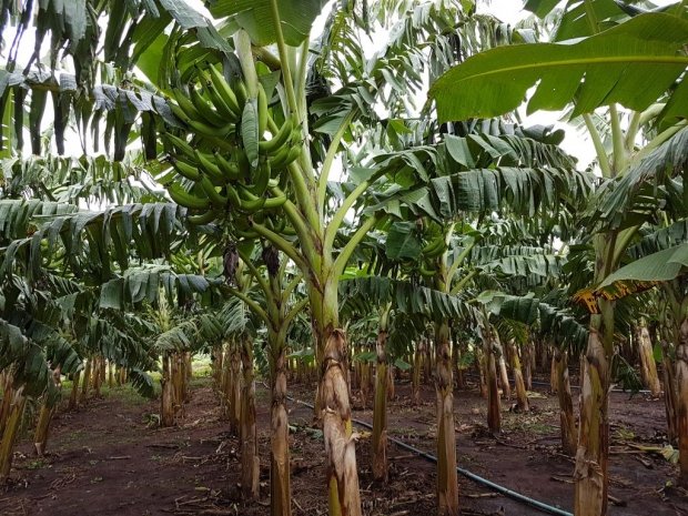 Nova técnica de plantio aumenta em 50% produtividade da banana da terra