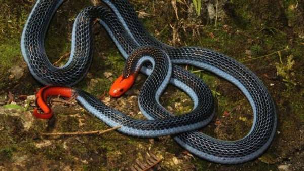 Veneno de uma das cobras mais mortais do mundo pode servir de analgésico, diz pesquisa