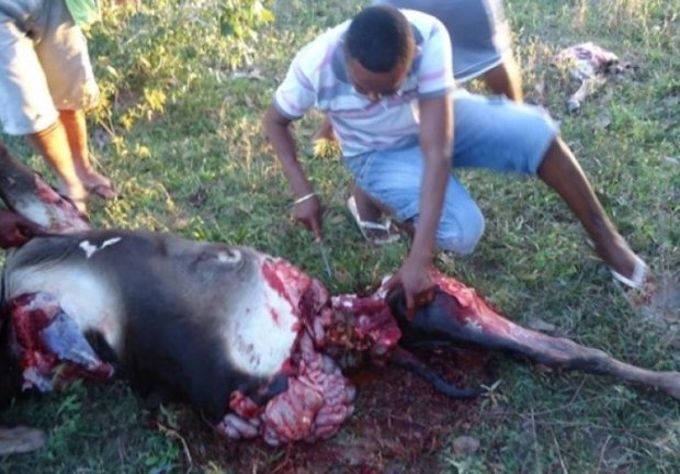 Ladrões abatem gado em sítio e roubam a carne no município de Peixoto de Azevedo
