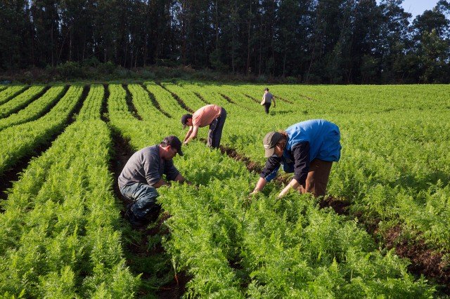 Governo brasileiro vai apoiar agricultura familiar na Colômbia