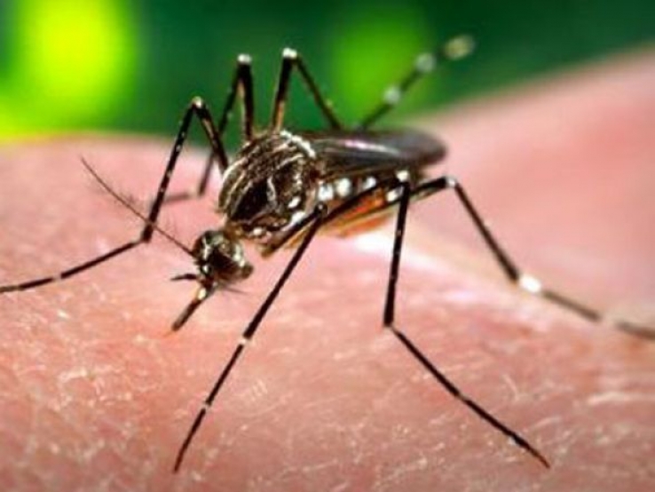 Mato Grosso registra 33 mortes por dengue em 2013