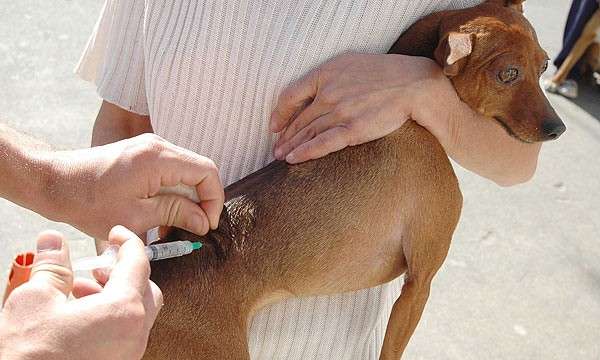 Campanha deve vacinar 674 mil cães e gatos contra raiva em Mato Grosso