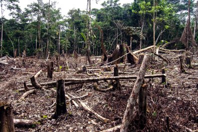 Justiça bloqueia R$ 26 mi de fazendeiro por desmatamento sem limites em MT