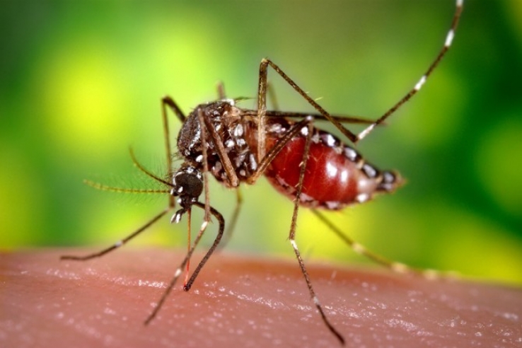 Casos de dengue têm queda de 90% no mês de janeiro em Mato Grosso