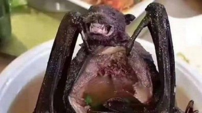 Sopa de morcego pode ter disseminado coronavírus