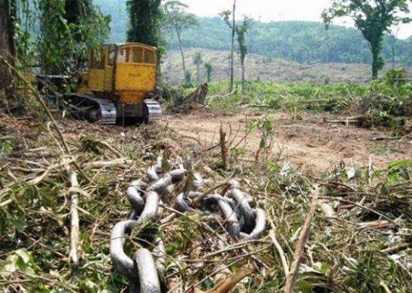 PA e MT lideram desmatamento no acumulado de 11 meses na Amazônia