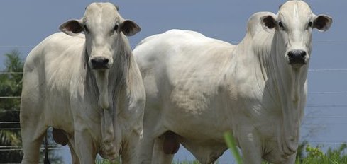 MT bate SP e lidera ranking de produtividade de carne bovina