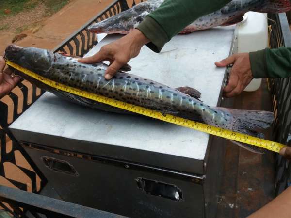 Operação apreende 590 quilos de pescado irregular e 12 mil iscas vivas