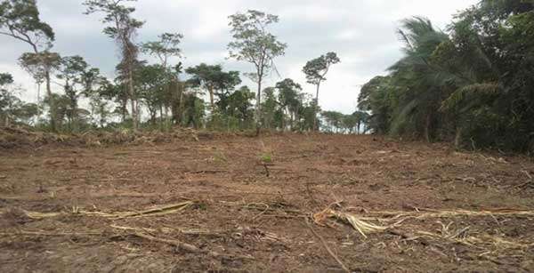 Polícia Ambiental descobre desmatamento ilegal e apreende armas e munições em fazenda de MT