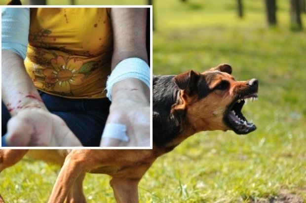 Mulher é atacada por cães em Sinop