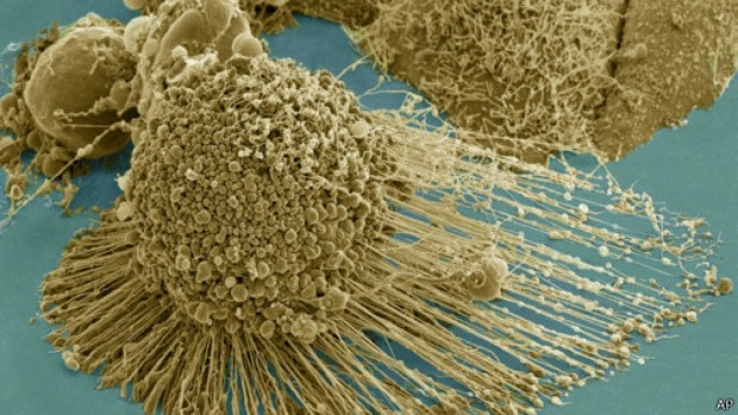 Estudo identifica mutações que dão origem a câncer