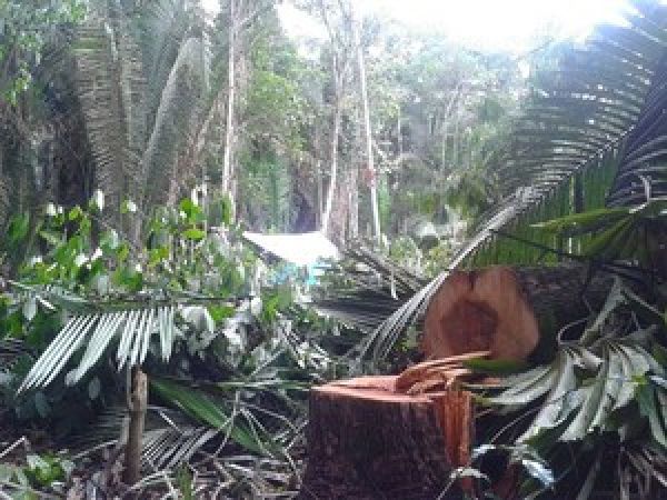 Área de preservação ambiental é invadida em Cotriguaçu, norte de MT